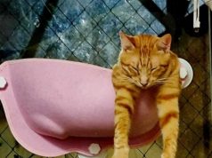 Aldeia dos Gatos de Sintra já tem terreno mas ainda precisa de ajuda