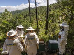 Serra de Sintra volta a produzir “Mel Condessa d’Edla” passados 147 anos