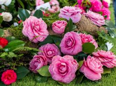 Beleza das camélias com visitas temáticas e exposição