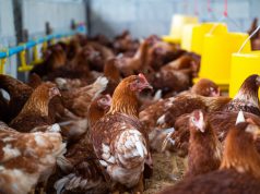 Gripe aviária: Confinamento obrigatório de aves domésticas