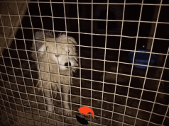 Sintra reforça apoio às associações de proteção animal do concelho