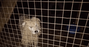 Sintra reforça apoio às associações de proteção animal do concelho