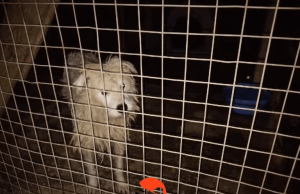 Sintra reforça apoio às associações de proteção animal do concelho