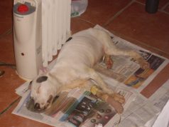 200 animais resgatados em condições de “negligência e maus-tratos”