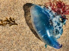 Caravelas-Portuguesas chegam às praias de Sintra e Algarve