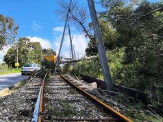 Queda de árvore “barra” circulação de elétrico de Sintra