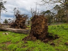 Tempestades derrubaram 250 mil árvores na Serra de Sintra em menos de um ano