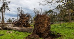 Tempestades derrubaram 250 mil árvores na Serra de Sintra em menos de um ano