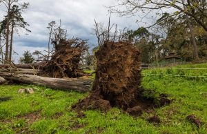 Tempestades derrubaram 250 mil árvores na Serra de Sintra em menos de um ano