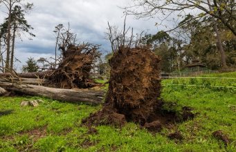 Tempestades derrubaram 250 mil árvores na Serra de Sintra em menos de um ano