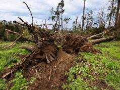 Depressão abate cerca de 200 árvores na serra de Sintra