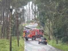 Queda de árvore condiciona trânsito em Fontanelas