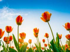 Festa da Primavera anima Mira Sintra de 11 a 13 de abril