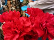 Município de Sintra celebra o 25 de Abril em Massamá