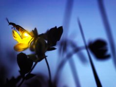 Caminhada em busca dos pirilampos na serra de Sintra