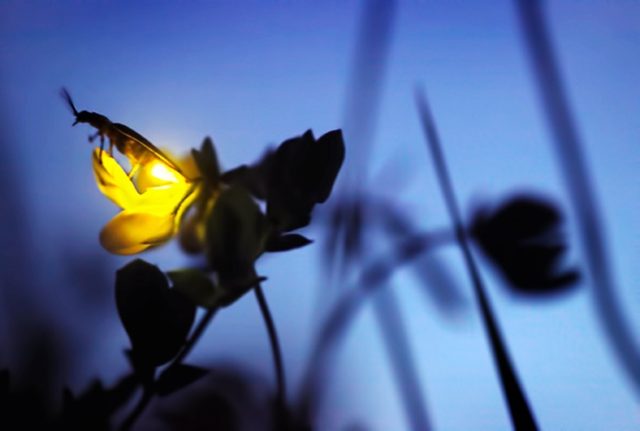 pirilampo foto greentrekker b