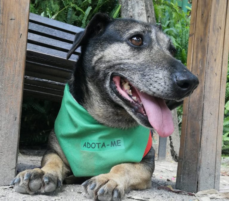 “Lanche Solidário” a favor dos animais abandonados