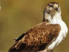 Quintas e terrenos de Sintra pela proteção da águia-de-Bonelli