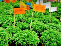 Festas populares, arraiais e muita animação para celebrar São Pedro