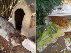 PSP resgata cinco cães vítimas de maus-tratos em Rio de Mouro