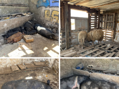 Matadouro ilegal fazia descargas para rede pública de saneamento