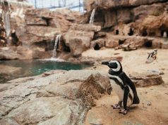 O regresso dos pinguins ao Oceanário de Lisboa