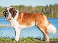 Exposição Monográfica do Cão São Bernardo na Portela de Sintra