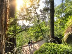 Combate à vespa asiática vai envolver privados na Serra de Sintra