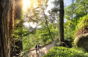 Campanha “Sintra Chama 2026” para reforçar prevenção de incêndios