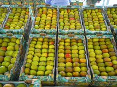 Fontanelas e Gouveia acolhem o XII Festival da Maçã Reineta