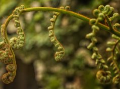 “Música na Quinta” na Regaleira com recitais imperdíveis