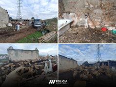 PSP realiza operação contra exploração pecuária ilegal no Cacém