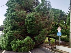Queda de árvore bloqueia estrada que liga Janas às Azenhas do Mar