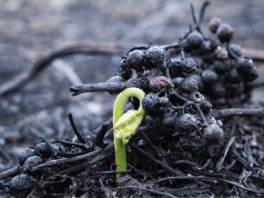Teatromosca e Teatrão apresentam “Dói-me o corpo de jazer nessa esperança” no AMAS