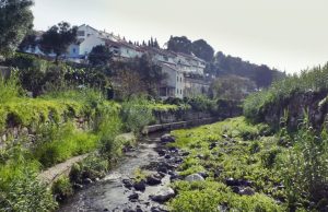 Projeto aposta na sensibilização para controlo de espécie invasora aquática