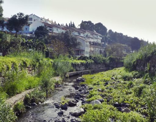 Projeto aposta na sensibilização para controlo de espécie invasora aquática