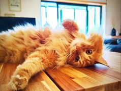 Guinho – o gato “fofo de Belas” com página no Instagram