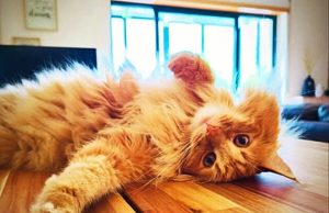 Guinho – o gato “fofo de Belas” com página no Instagram