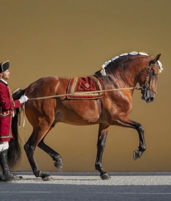 Livro assinala os 45 anos da Escola Portuguesa de Arte Equestre