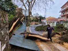 Vento forte e chuva intensa provocam danos e quedas de árvores em Sintra