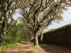 Matinha de Queluz reforça biodiversidade com instalação de abrigos para fauna