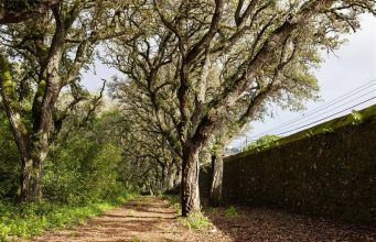 Matinha de Queluz reforça biodiversidade com instalação de abrigos para fauna