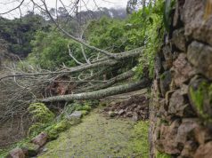 Parques de Sintra com centena e meia de árvores caídas devido à Depressão Kristin