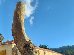 Abate de Plátanos na EN 247 gera protestos e ação judicial em Sintra