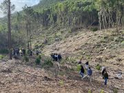 Alunos plantam árvores em zona afetada por tempestades nos Capuchos