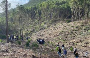 Alunos plantam árvores em zona afetada por tempestades nos Capuchos