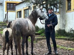Município de Sintra recolhe cavalo e potro com apoio da GNR