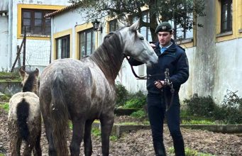 Município de Sintra recolhe cavalo e potro com apoio da GNR