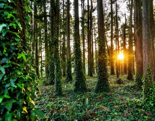Recuperação da Serra em debate após semanas de intempéries