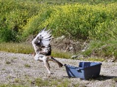 Projeto LIFE LxAquila devolve águia-de-bonelli à liberdade